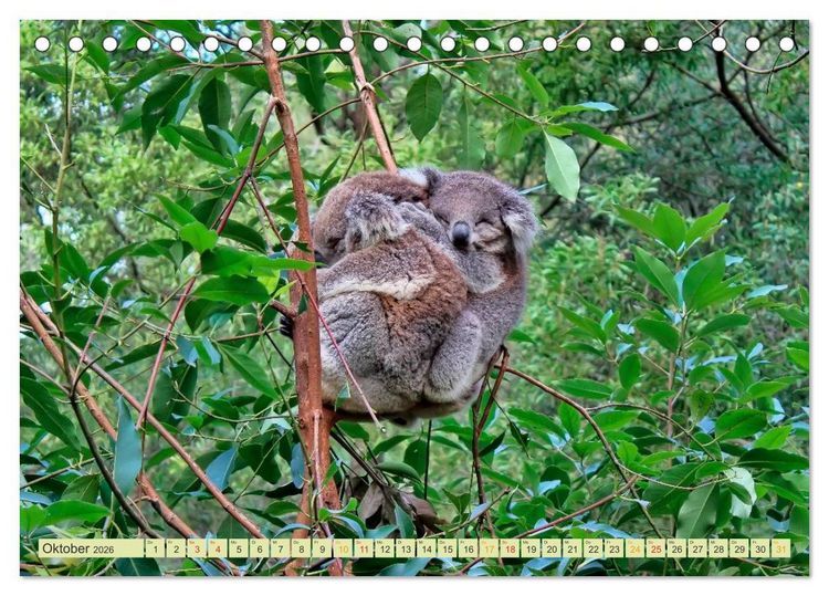 Produktbild: Koala - kleiner Teddy (Tischkalender 2026 DIN A5 quer), CALVENDO Monatskalender