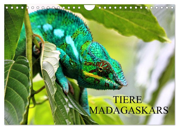 Produktbild: Tiere Madagaskars (Wandkalender 2026 DIN A4 quer), CALVENDO Monatskalender