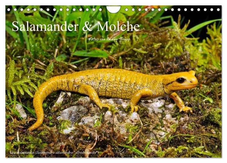 Produktbild: Salamander und Molche (Wandkalender 2026 DIN A4 quer), CALVENDO Monatskalender