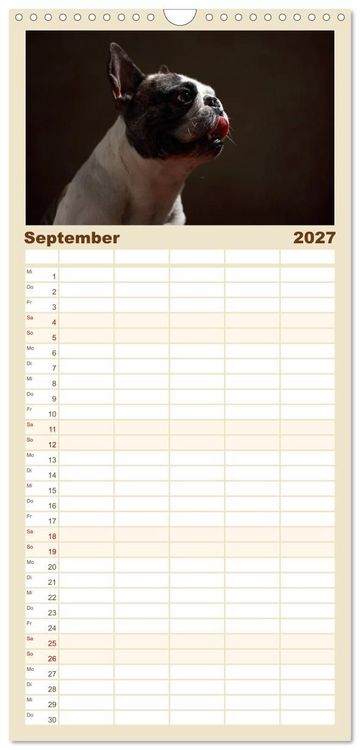 Produktbild: Familienplaner 2027 - Charme auf vier Pfoten - Franz&ouml;sische Bulldoggen Portraits mit 5 Spalten (Wandkalender, 21 x 45 cm) CALVENDO