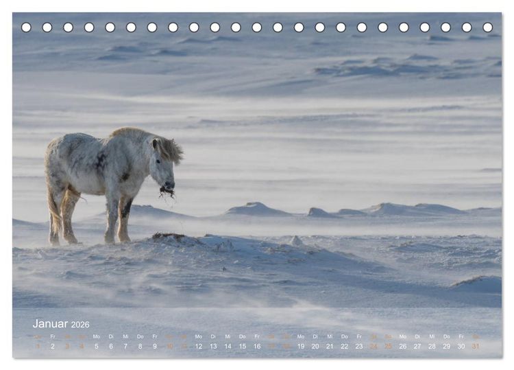 Produktbild: Islandpferde - Der T&ouml;lt Kalender (Tischkalender 2026 DIN A5 quer), CALVENDO Monatskalender