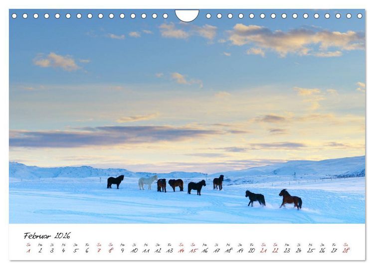 Produktbild: Islandpferde take it Isi (Wandkalender 2026 DIN A4 quer), CALVENDO Monatskalender