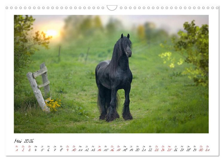 Produktbild: Friesen - stolze Giganten (Wandkalender 2026 DIN A3 quer), CALVENDO Monatskalender