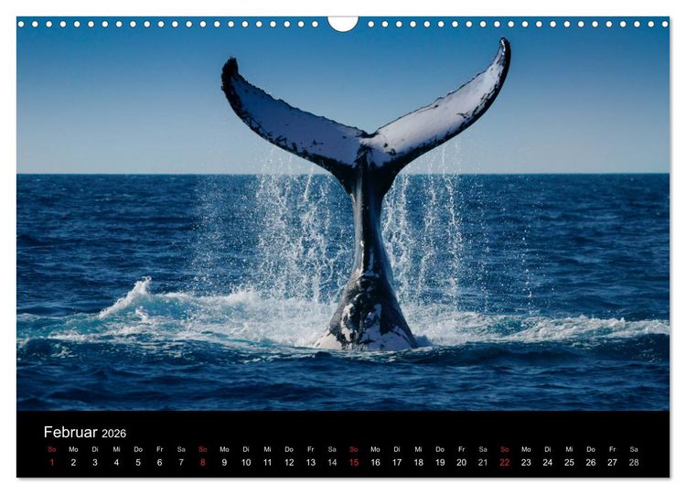 Produktbild: Wildes Australien - Naturparadies 5. Kontinent (Wandkalender 2026 DIN A3 quer), CALVENDO Monatskalender