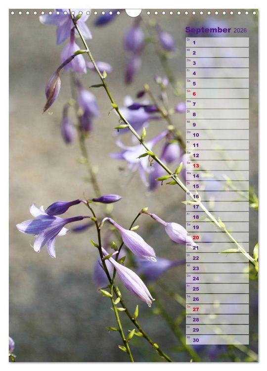 Produktbild: Hostas Herzblattlilien Funkien (Wandkalender 2026 DIN A3 hoch), CALVENDO Monatskalender