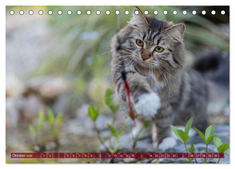 Produktbild: Maui und Molokai - Sibirische Katzenschwestern (Tischkalender 2026 DIN A5 quer), CALVENDO Monatskalender