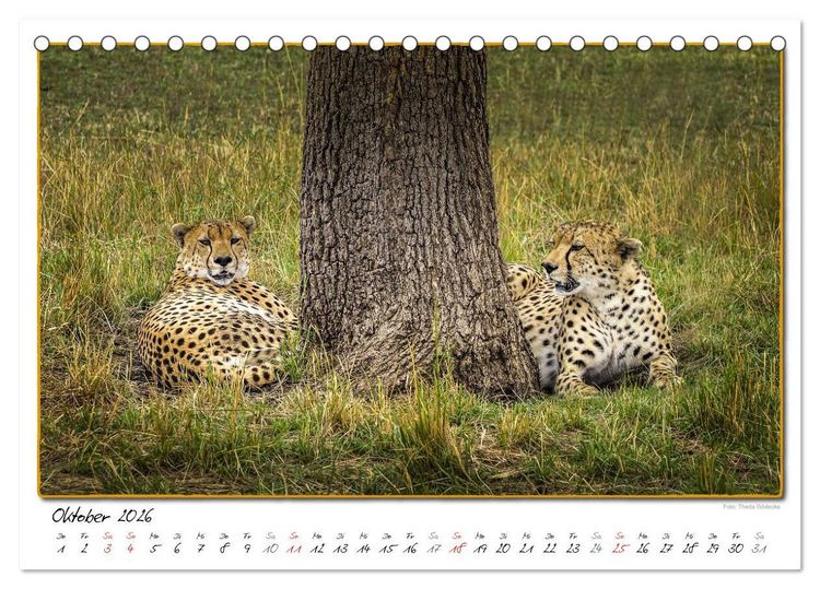 Produktbild: Abenteuer Masai Mara (Tischkalender 2026 DIN A5 quer), CALVENDO Monatskalender