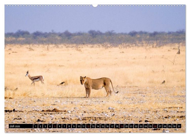 Produktbild: S&uuml;dliches Afrika - Vom Kap bis zu den Victoria F&auml;llen (Wandkalender 2026 DIN A2 quer), CALVENDO Monatskalender