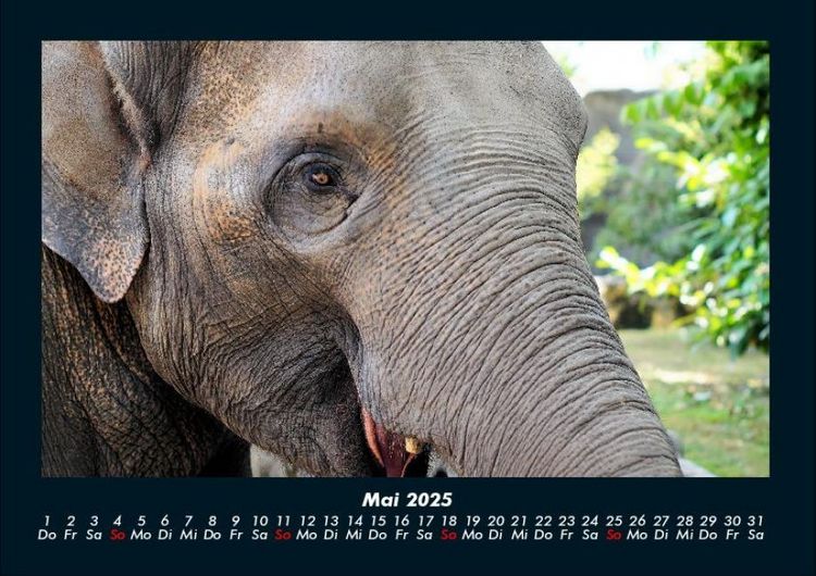 Produktbild: Welt der Tiere 2025 Fotokalender DIN A4