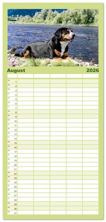 Produktbild: Familienplaner 2026 - Entlebucher - Temperamentvolle Schweizer Sennenhunde mit 5 Spalten (Wandkalender, 21 x 45 cm) CALVENDO