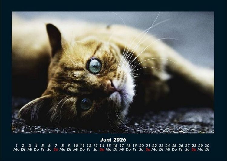 Produktbild: F&uuml;r Katzenfreunde 2026 Fotokalender DIN A4