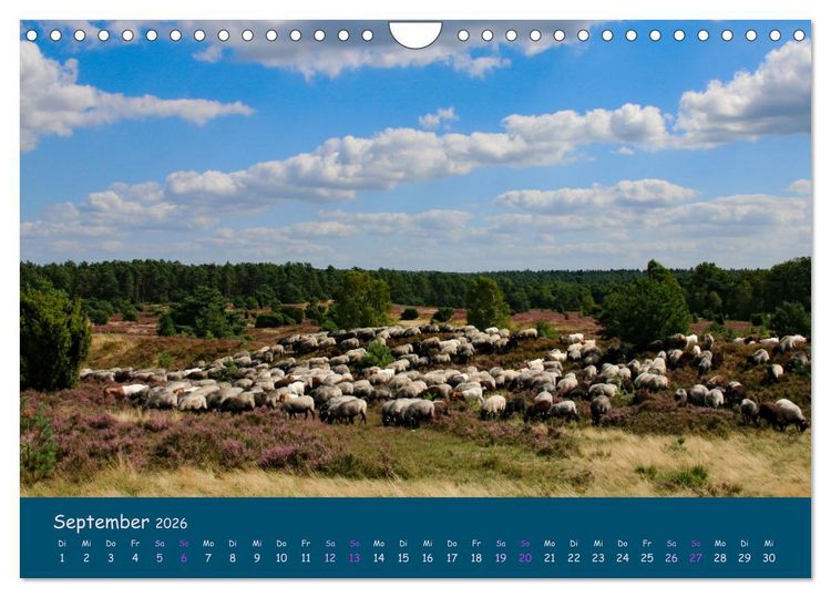 Produktbild: Heidschnucken, die pr&auml;chtigen Schafe der L&uuml;neburger Heide (Wandkalender 2026 DIN A4 quer), CALVENDO Monatskalender