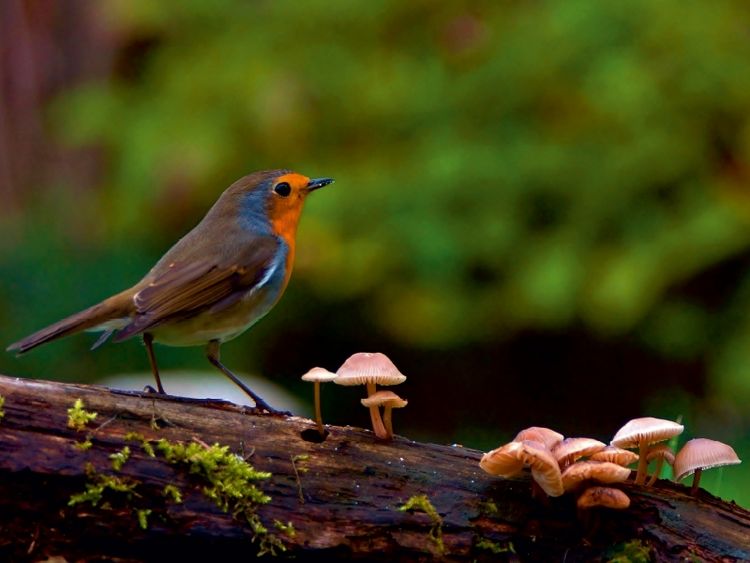 Produktbild: CALVENDO Puzzle Rotkehlchen im Wald | 1000 Teile Lege-Gr&ouml;&szlig;e 64x48cm Foto-Puzzle f&uuml;r gl&uuml;ckliche Stunden