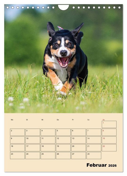 Produktbild: Jahresplaner Entlebucher Sennenhund (Wandkalender 2026 DIN A4 hoch), CALVENDO Monatskalender