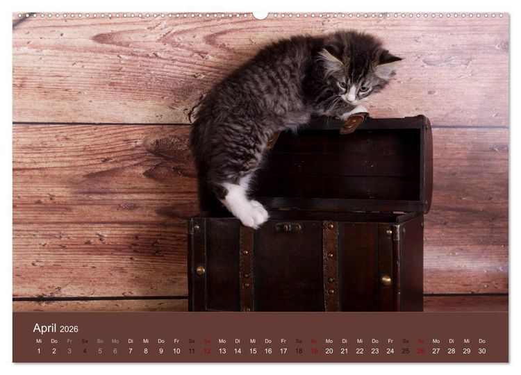 Produktbild: Verspielte Ragdolls - Sanfte Katzen in seidigem Haarkleid (Wandkalender 2026 DIN A2 quer), CALVENDO Monatskalender