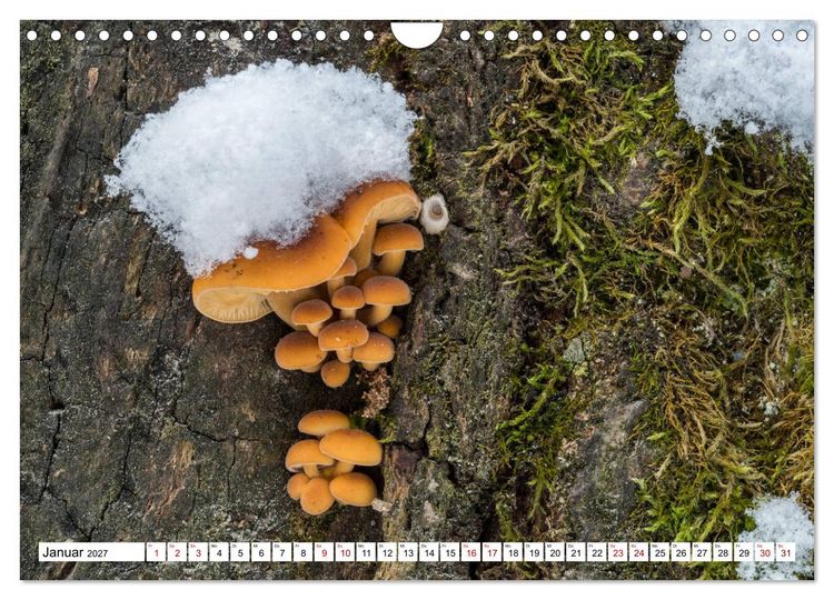 Produktbild: Pilze finden - das ganze Jahr! (Wandkalender 2027 DIN A4 quer), CALVENDO Monatskalender