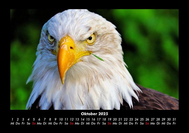 Produktbild: Adler 2025 Fotokalender DIN A3