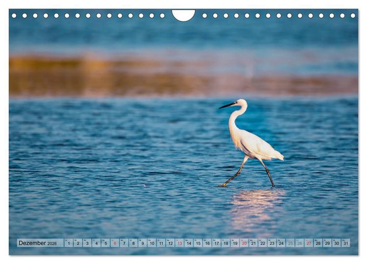 Produktbild: Camargue - Der wilde S&uuml;den Frankreichs (Wandkalender 2026 DIN A4 quer), CALVENDO Monatskalender