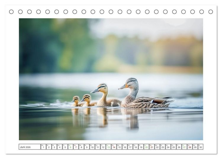 Produktbild: Naturparadies Wald (Tischkalender 2026 DIN A5 quer), CALVENDO Monatskalender