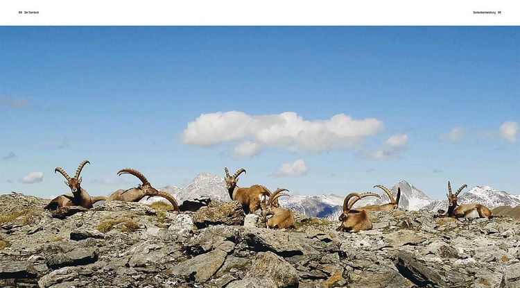 Produktbild: Der Steinbock