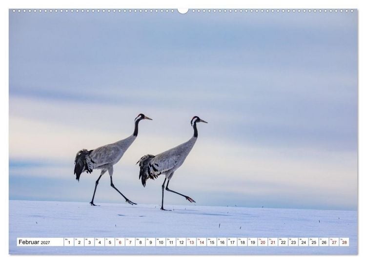 Produktbild: Wildtiere im M&uuml;ritz-Nationalpark (Wandkalender 2027 DIN A2 quer), CALVENDO Monatskalender