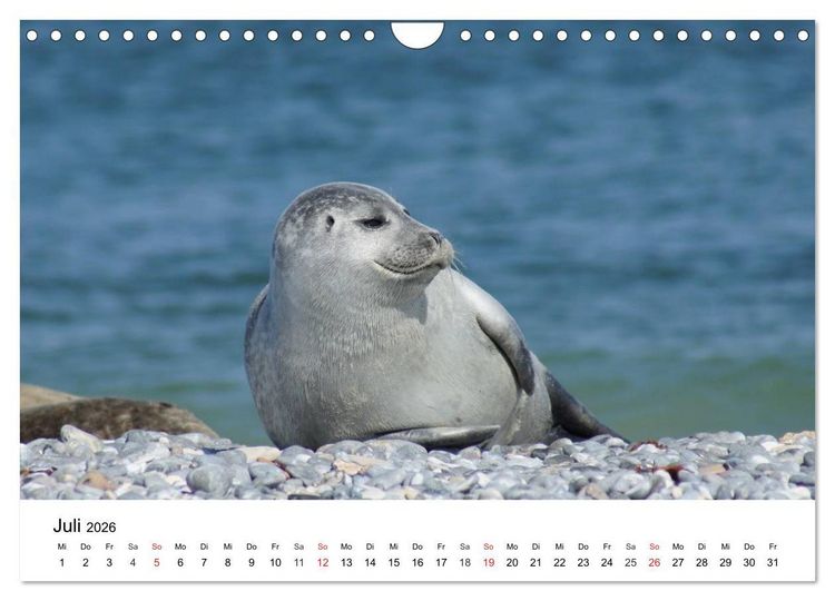 Produktbild: Das Leben der Robben (Wandkalender 2026 DIN A4 quer), CALVENDO Monatskalender