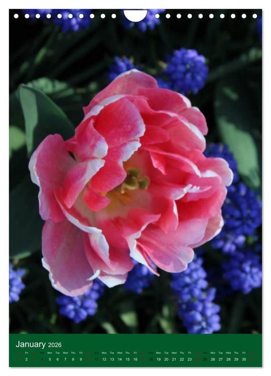 Produktbild: Dutch Tulips (Wall Calendar 2026 DIN A4 portrait), CALVENDO 12 Month Wall Calendar