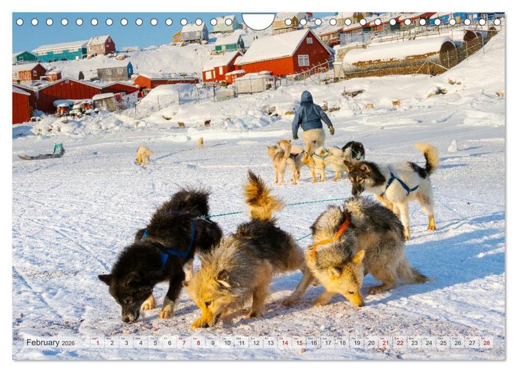 Produktbild: Greenland Dog - The Sled Dogs of Northern Greenland (Wall Calendar 2026 DIN A4 landscape), CALVENDO 12 Month Wall Calendar