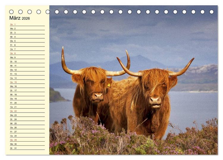 Produktbild: Schottische Hochlandrinder. Freundlich, sch&ouml;n und robust (Tischkalender 2026 DIN A5 quer), CALVENDO Monatskalender