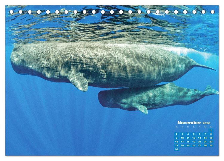 Produktbild: Tiere des Meeres: Faszination Tauchen (Tischkalender 2026 DIN A5 quer), CALVENDO Monatskalender