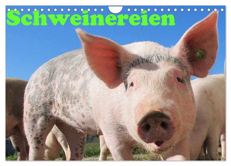 Produktbild: Schweinereien (Wandkalender 2026 DIN A4 quer), CALVENDO Monatskalender