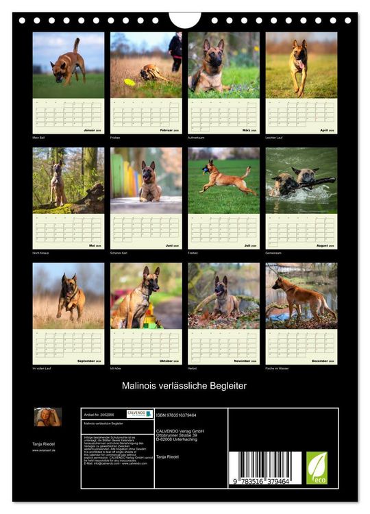 Produktbild: Malinois verl&auml;ssliche Begleiter (Wandkalender 2026 DIN A4 hoch), CALVENDO Monatskalender