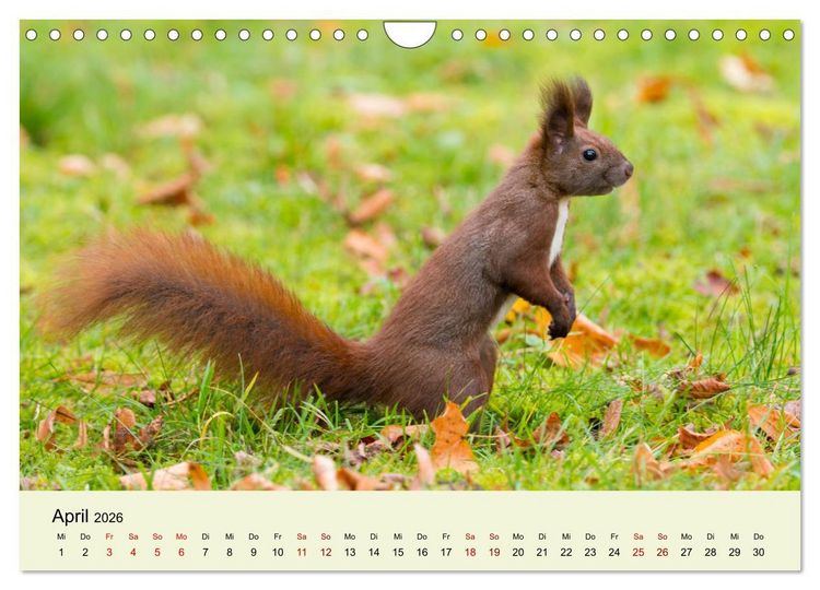 Produktbild: Eichh&ouml;rnchen in Berlin (Wandkalender 2026 DIN A4 quer), CALVENDO Monatskalender