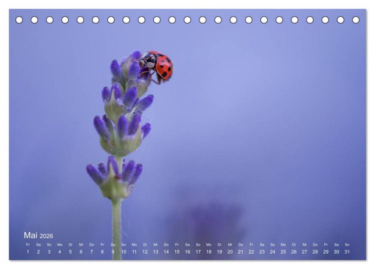 Produktbild: Eine Safari im Garten (Tischkalender 2026 DIN A5 quer), CALVENDO Monatskalender