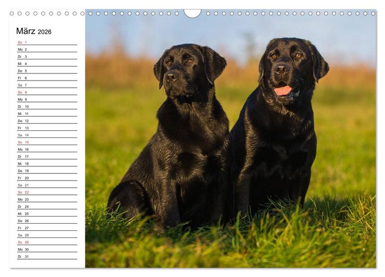 Produktbild: Labrador Retriever - Freunde f&uuml;r&acute;s Leben (Wandkalender 2026 DIN A3 quer), CALVENDO Monatskalender