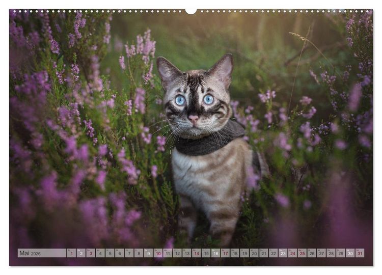 Produktbild: Wildes Wohnzimmer - Die Bengalkatze (hochwertiger Premium Wandkalender 2026 DIN A2 quer), Kunstdruck in Hochglanz