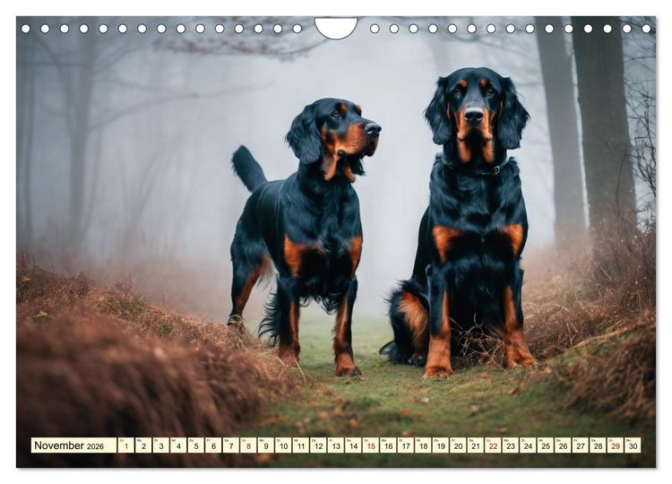Produktbild: Gordon Setter - elegantes Kraftpaket (Wandkalender 2026 DIN A4 quer), CALVENDO Monatskalender