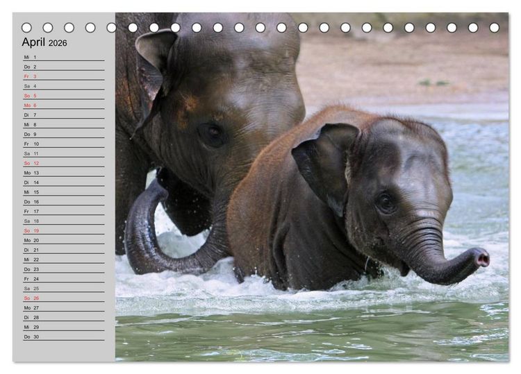 Produktbild: Elefanten. Spa&szlig; am Wasser (Tischkalender 2026 DIN A5 quer), CALVENDO Monatskalender