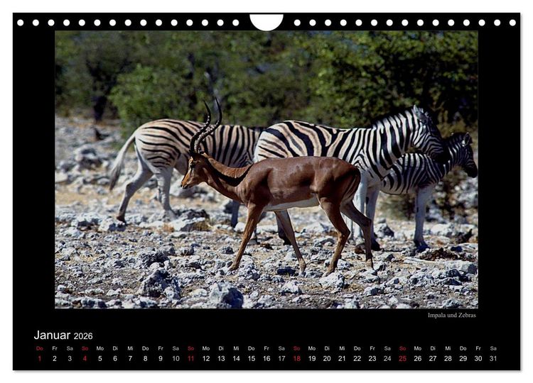 Produktbild: Wildtiere im Etosha Nationalpark (Wandkalender 2026 DIN A4 quer), CALVENDO Monatskalender