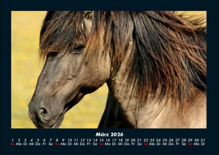 Produktbild: Pferde Kalender 2026 Fotokalender DIN A4