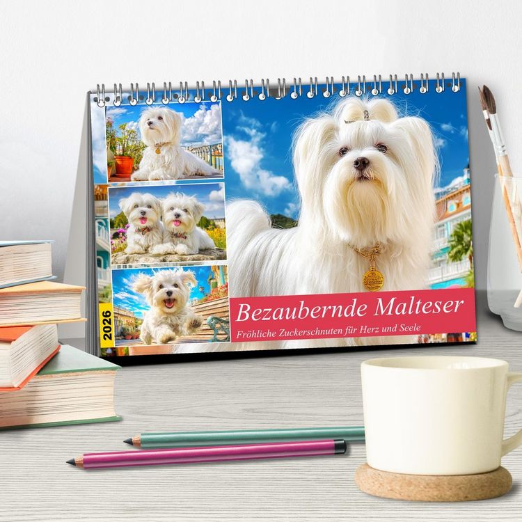 Produktbild: Bezaubernde Malteser. Fr&ouml;hliche Zuckerschnuten f&uuml;r Herz und Seele (Tischkalender 2026 DIN A5 quer), CALVENDO Monatskalender