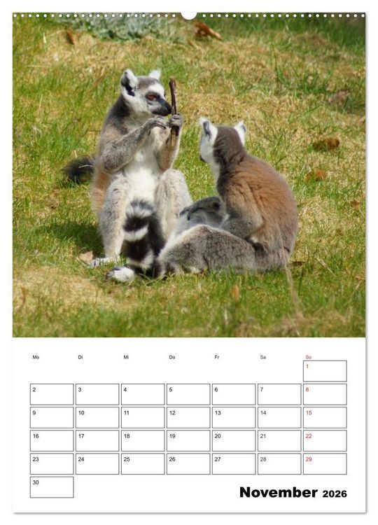 Produktbild: Katta Terminplaner (Wandkalender 2026 DIN A2 hoch), CALVENDO Monatskalender