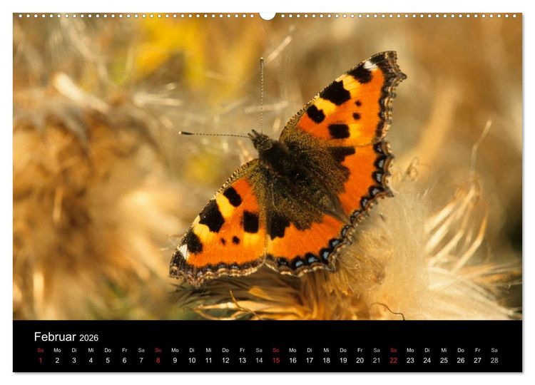 Produktbild: Schmetterlinge (Wandkalender 2026 DIN A2 quer), CALVENDO Monatskalender