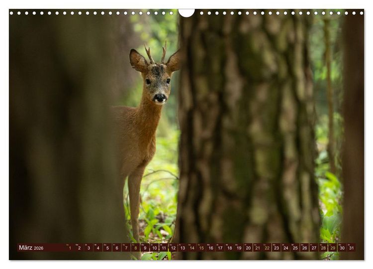 Produktbild: Zauberhafte Wesen - anmutiges Rehwild (Wandkalender 2026 DIN A3 quer), CALVENDO Monatskalender