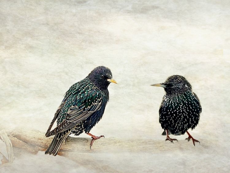 Produktbild: CALVENDO Puzzle Hast du schon geh&ouml;rt? | 1000 Teile Lege-Gr&ouml;&szlig;e 64x48cm Foto-Puzzle f&uuml;r gl&uuml;ckliche Stunden