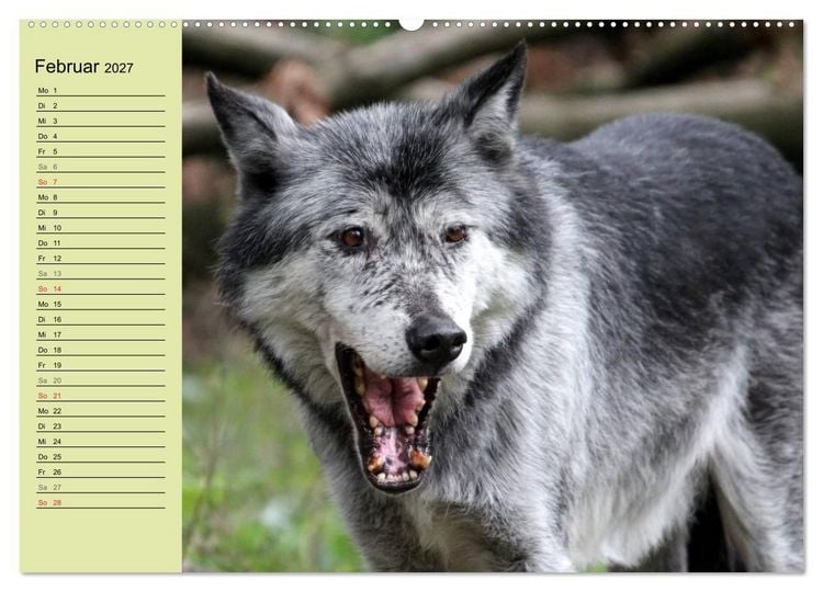Produktbild: Im Rudel Zuhause - Der Wolf (hochwertiger Premium Wandkalender 2027 DIN A2 quer), Kunstdruck in Hochglanz
