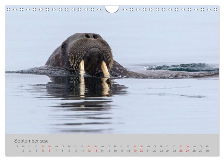 Produktbild: Spitzbergen 80&deg; Nord (Wandkalender 2026 DIN A4 quer), CALVENDO Monatskalender