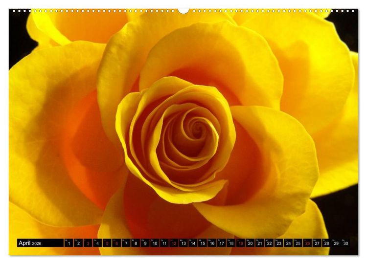 Produktbild: Rosen nat&uuml;rlich sch&ouml;n (hochwertiger Premium Wandkalender 2026 DIN A2 quer), Kunstdruck in Hochglanz