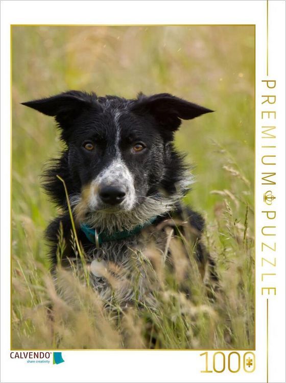 Produktbild: CALVENDO Puzzle Ein Motiv aus dem Kalender Mein Border Collie | 1000 Teile Lege-Gr&ouml;&szlig;e 64x48cm Foto-Puzzle f&uuml;r gl&uuml;ckliche Stunden