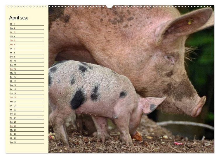 Produktbild: Von S&auml;uen die Schwein haben! (Wandkalender 2026 DIN A2 quer), CALVENDO Monatskalender
